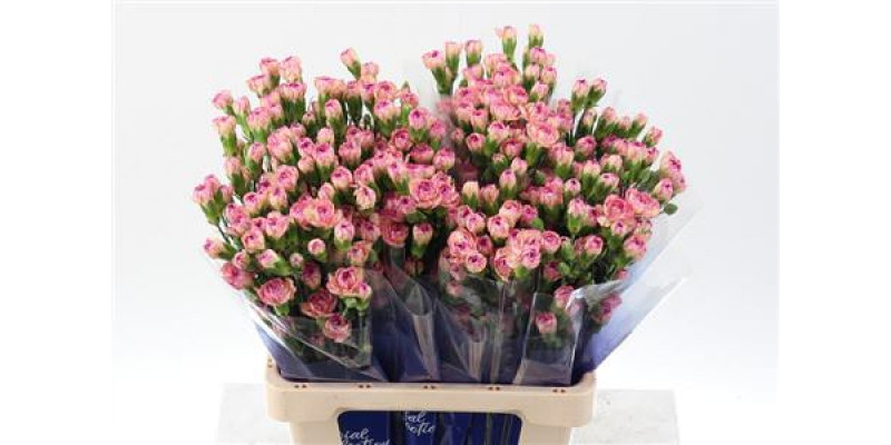 Dianthus Tr Jester Select Hi 65cm A1