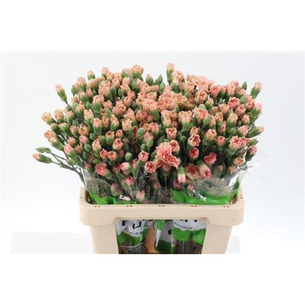 Dianthus Tr Masquerade Select 65cm A1