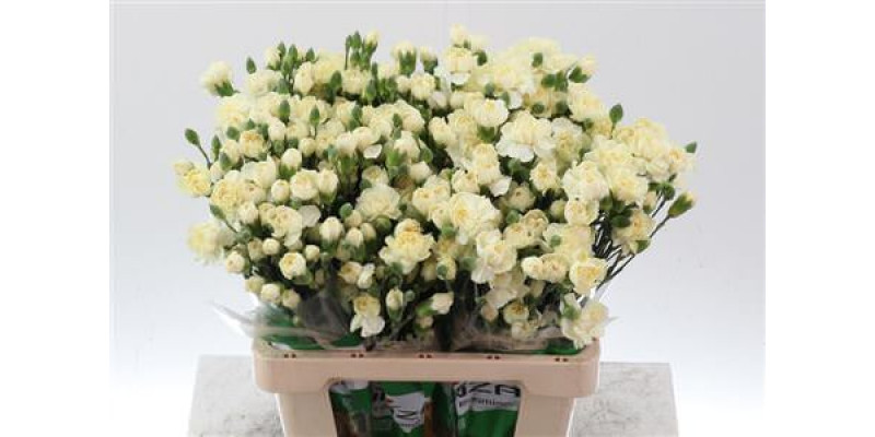 Dianthus Tr Tayrona Creme Select 65cm A1