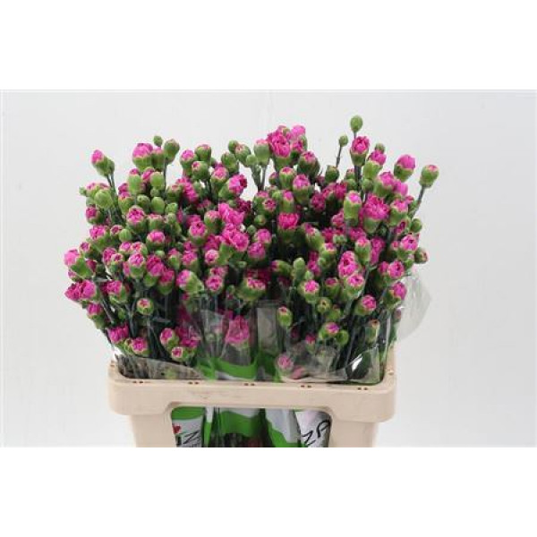 Dianthus Tr Thea 65cm A1