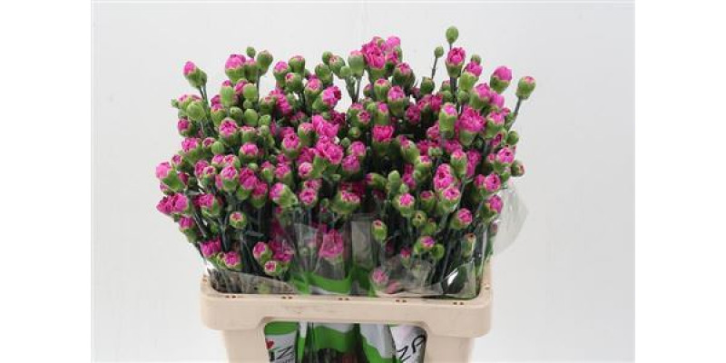 Dianthus Tr Thea 65cm A1