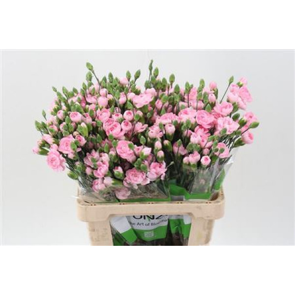 Dianthus Tr Academy Select 65cm A1