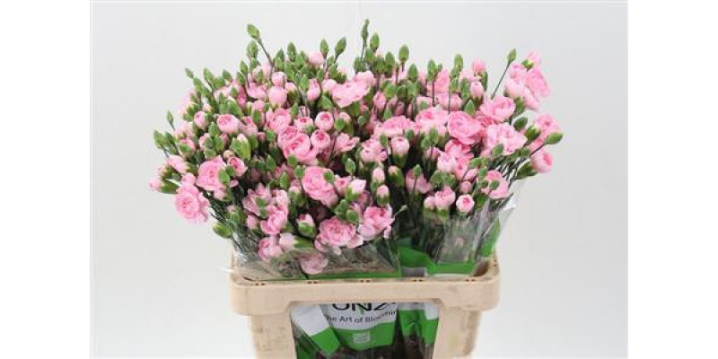 Dianthus Tr Academy Select 65cm A1