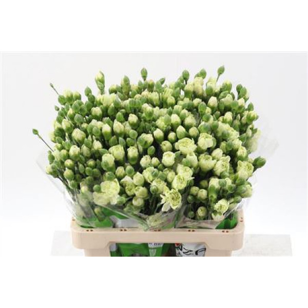 Dianthus Tr Brocoli Select X5 65cm A1