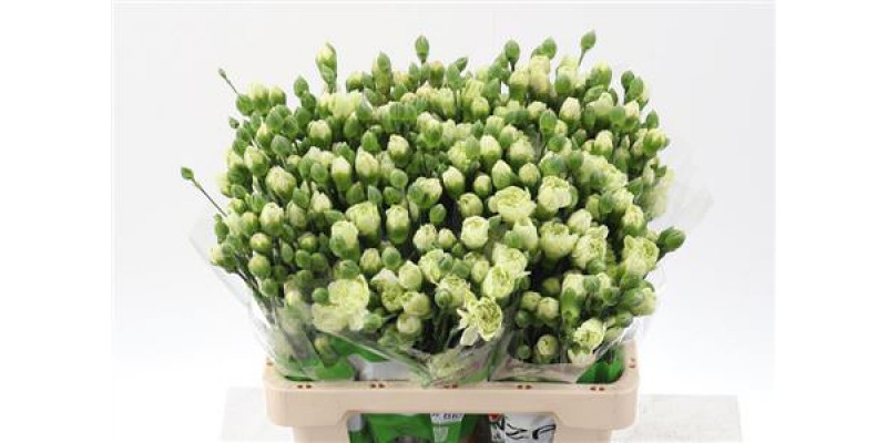 Dianthus Tr Brocoli Select X5 65cm A1