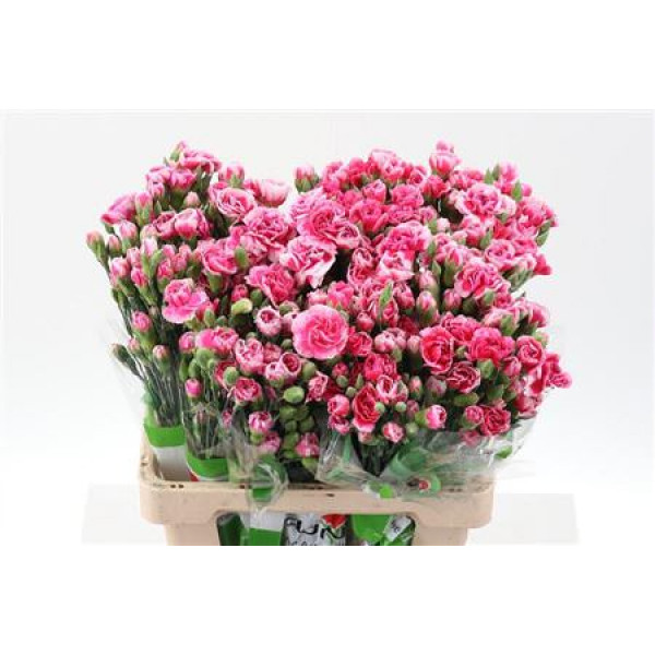 Dianthus Tr Cosmo Cherry Select 65cm A1