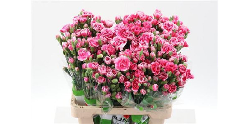 Dianthus Tr Cosmo Cherry Select 65cm A1