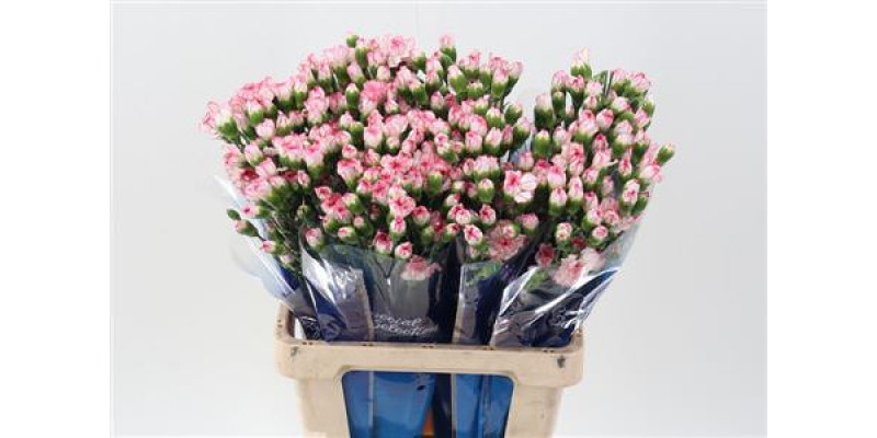 Dianthus Tr Daifuku Hi 65cm A1