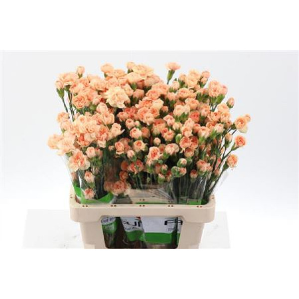 Dianthus Tr Dany Gold Select 65cm A1