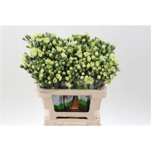 Dianthus Tr Jade Green Select 65cm A1