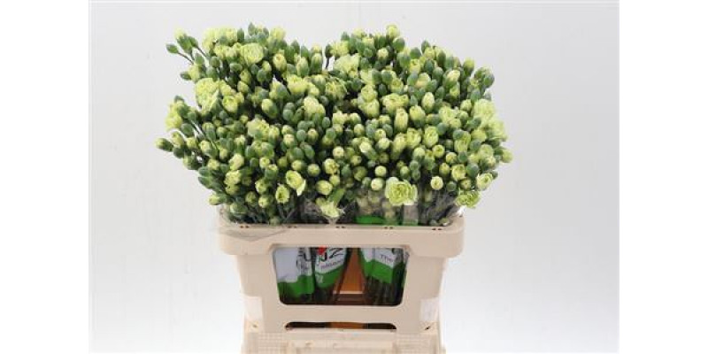Dianthus Tr Jade Green Select 65cm A1