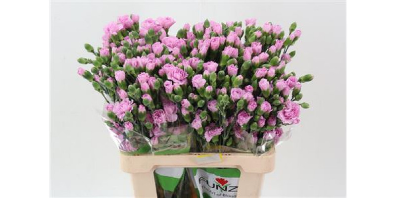 Dianthus Tr Mao Select X5 65cm A1