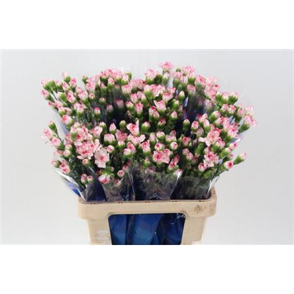 Dianthus Tr Nicoll Hi 65cm A1