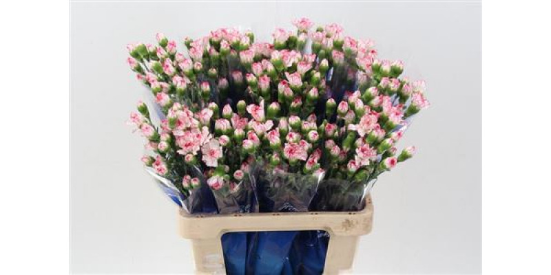 Dianthus Tr Nicoll Hi 65cm A1