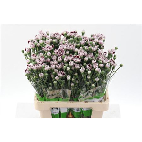 Dianthus Tr Shanghai Select 65cm A1