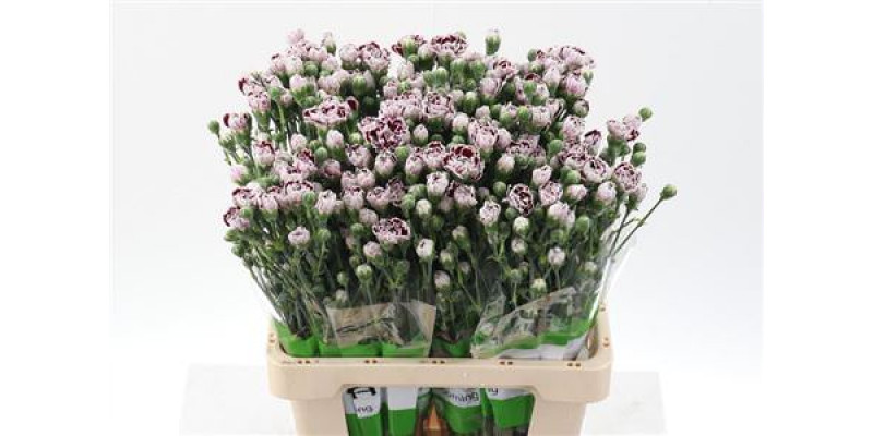 Dianthus Tr Shanghai Select 65cm A1