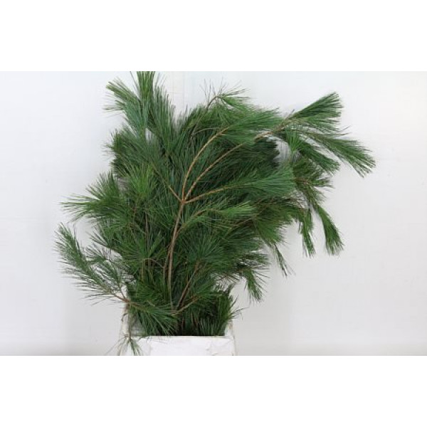 Pinus Strobus Bs 60cm A1