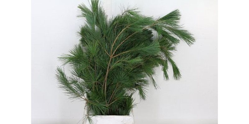 Pinus Strobus Bs 60cm A1