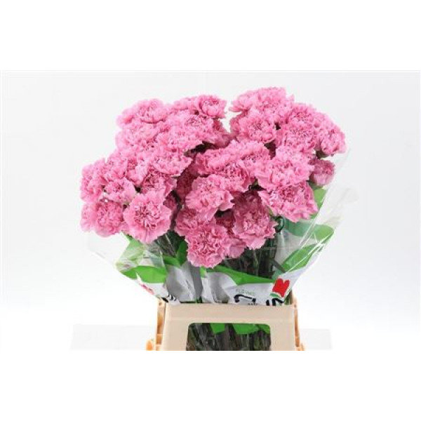 Dianthus St Lavender Lotus 70cm A1 Col-Red