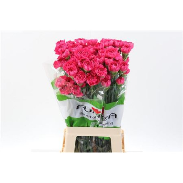 Dianthus St Oviedo 70cm A1 Col-Red