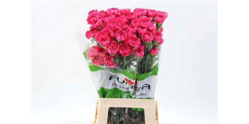 Dianthus St Oviedo 70cm A1 Col-Red