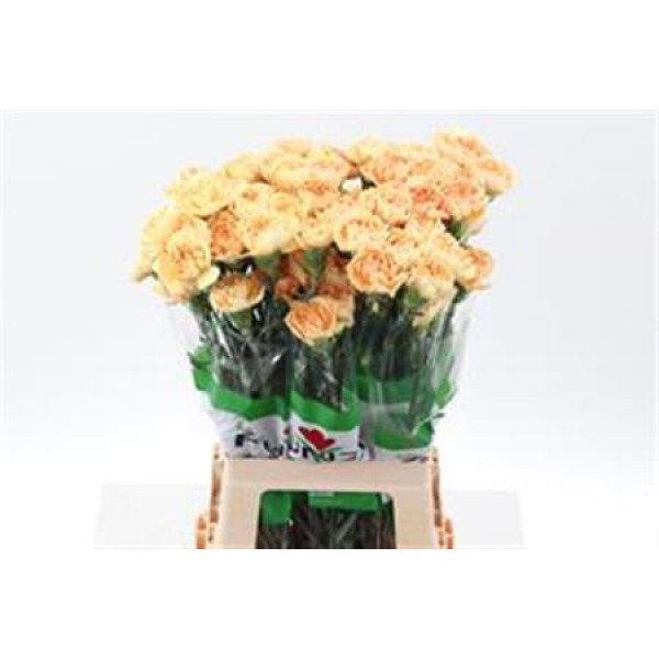 Dianthus St Orion 70cm  Col-Orange