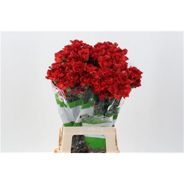 Dianthus St Red Daniko Hi 70cm  Col-Orange