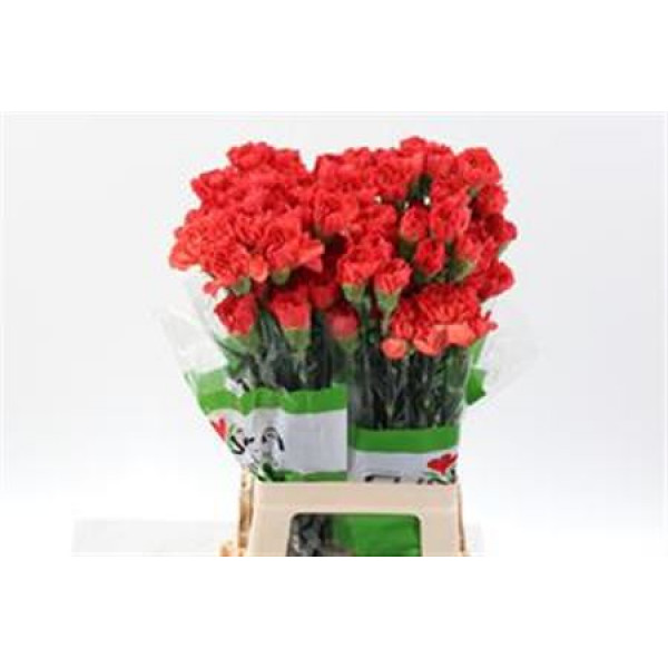 Dianthus St Tangelo Orange 70cm  Col-Orange