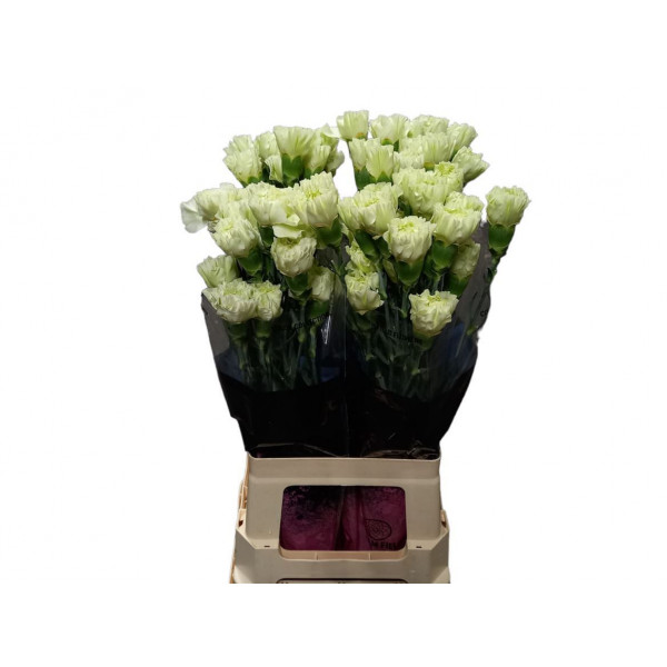 Dianthus St Ov Groen 65cm A1 Col-Orange