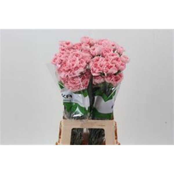 Dianthus St Pink Cute 70 A1Orange