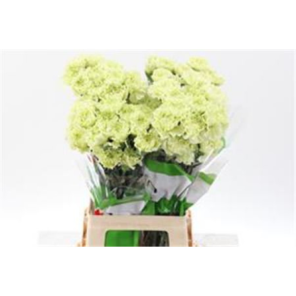 Dianthus St Selva Green 70 A1Orange