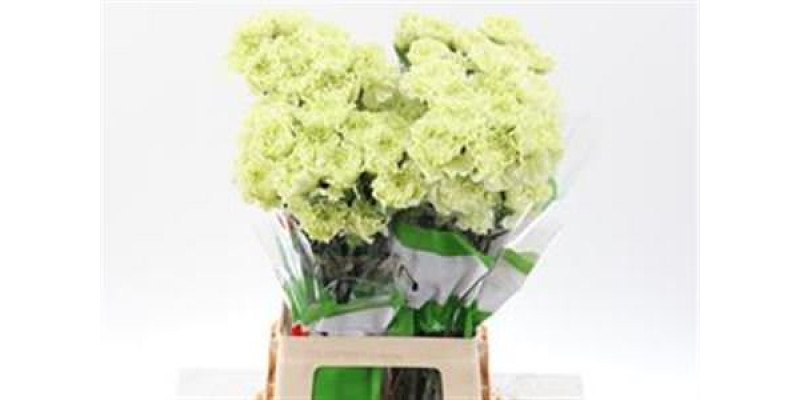 Dianthus St Selva Green 70 A1Orange