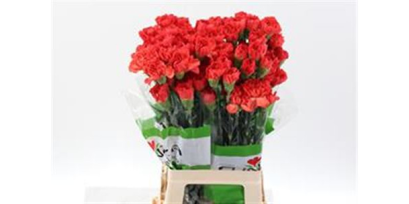 Dianthus St Tangelo Orange 70 A1Orange