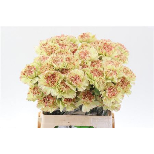 Dianthus St Artemis 60cm 60cm A1