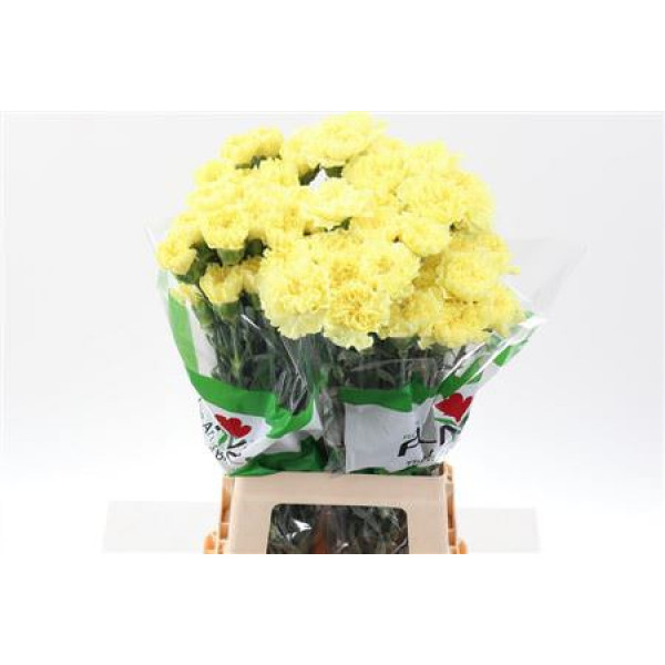 Dianthus St Bello Yellow 70cm A1