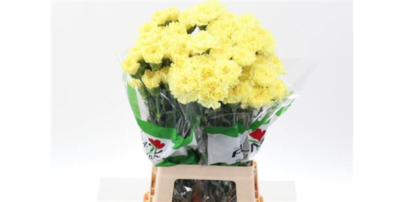 Dianthus St Bello Yellow 70cm A1