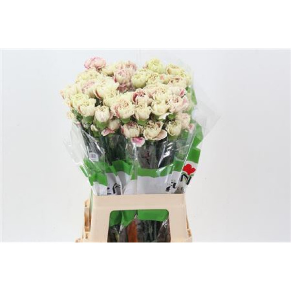 Dianthus St Bliss 70cm A1