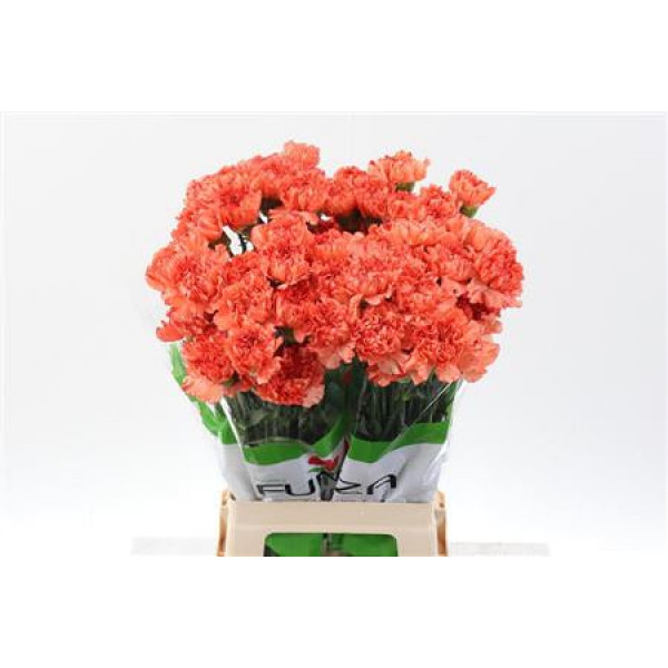 Dianthus St Cowboy 70cm A1