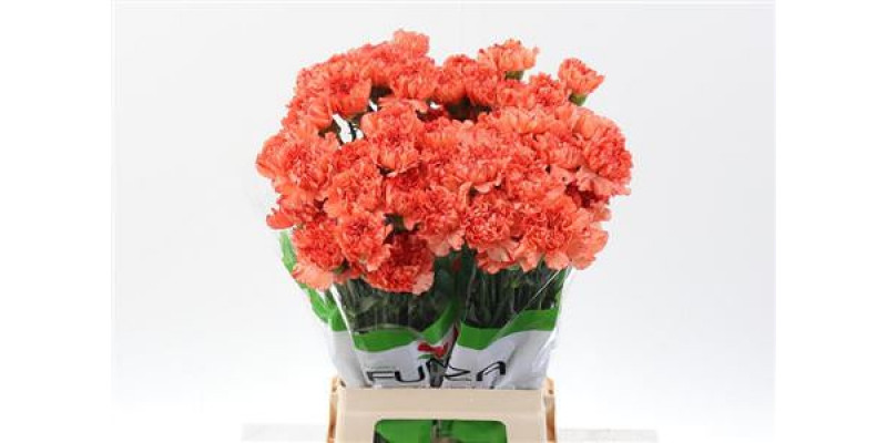 Dianthus St Cowboy 70cm A1