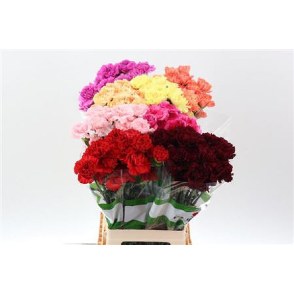 Dianthus St Diverse 70cm A1