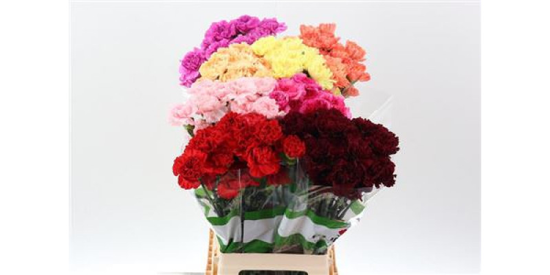 Dianthus St Diverse 70cm A1