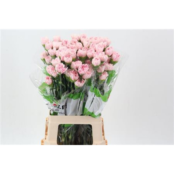 Dianthus St Guiletta 70cm A1