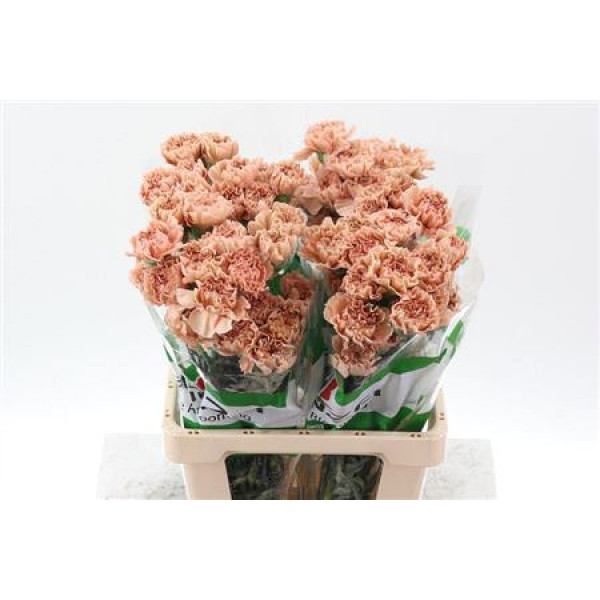 Dianthus St Honey 70cm A1