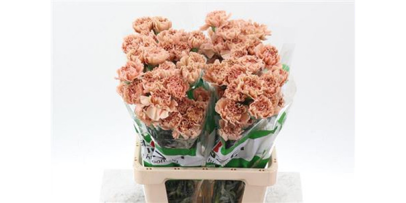 Dianthus St Honey 70cm A1