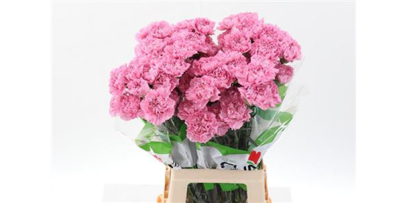 Dianthus St Lavender Lotus 70cm A1