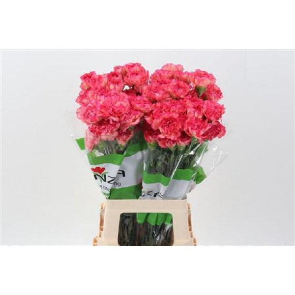 Dianthus St Musical 70cm A1