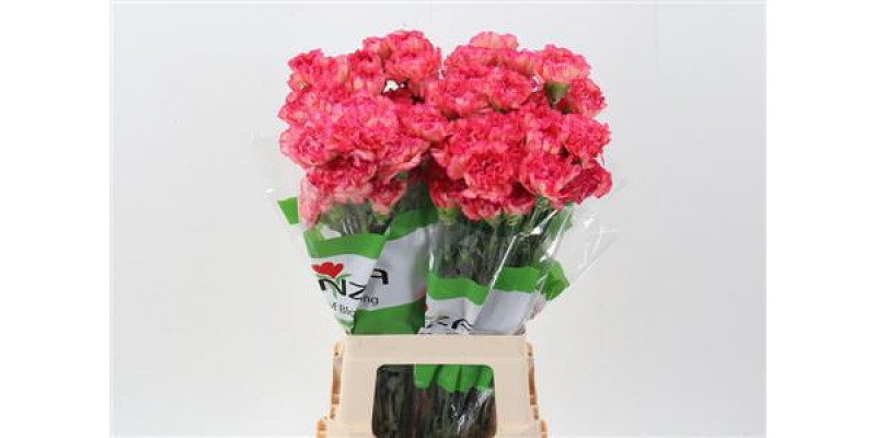 Dianthus St Musical 70cm A1