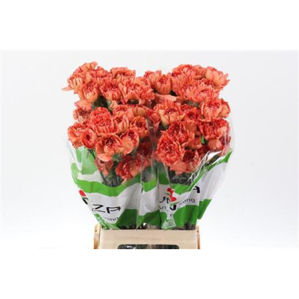 Dianthus St Orange Sunset 70cm A1