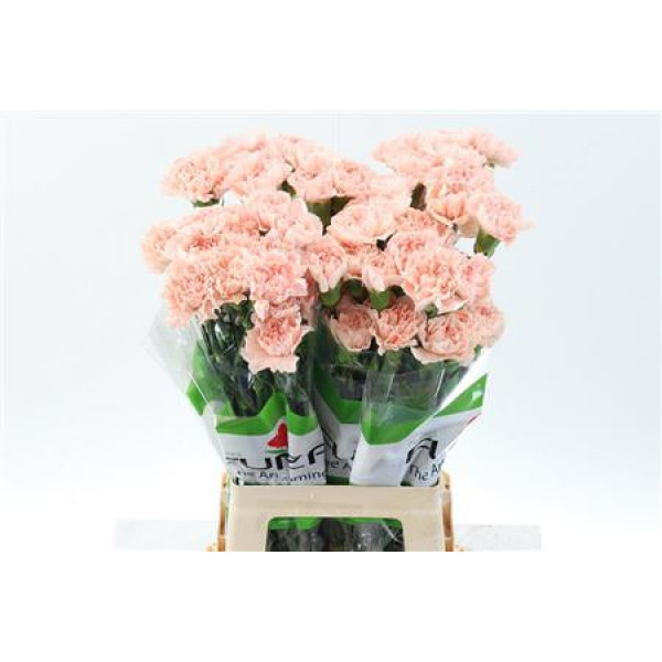 Dianthus St Peach Novia 70cm A1