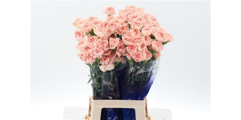 Dianthus St Peach Novia Hi 70cm A1